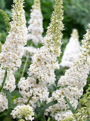 Liliac de vara White Profusion, arbust ornamental de talie mare, cu flori grupate in panicule mari, albe, intens parfumate, Yurta