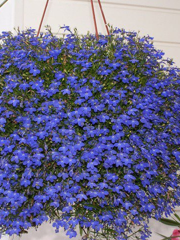 Lobelia Curgatoare albastra (4500 seminte), seminte flori curgatoare Lobelia erinus, Agrosem
