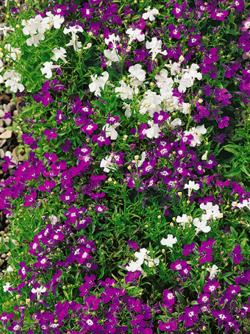Lobelia curgatoare mix (0.08 g), planta curgatoare superba cu flori in culori diferite, Horti Tops