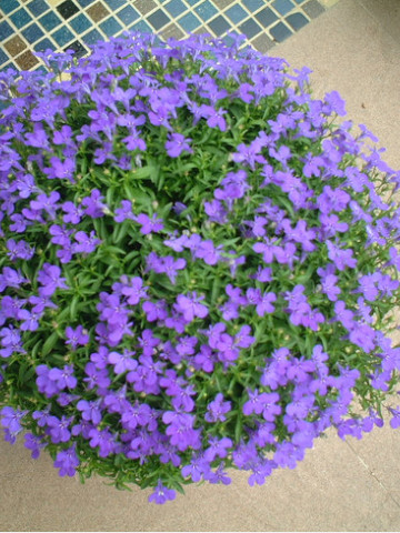 Lobelia pitica albastra, planta anuala, flori mici, (0.1 gr) Agrosem