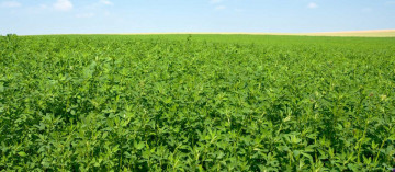 Lucerna Pomposa (25 kg) seminte de lucerna C1 adaptata pentru toate tipurile de teren, Agrosem