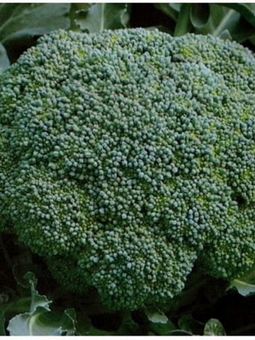Lucky F1 - 1000 sem - Seminte de broccoli foarte productiv ce formeaza inflorescente compacte si dense de la Bejo