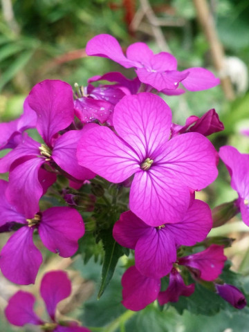 Lunaria-Pana Zburatorului (1 g), planta bianuala decorativa, flori roz, fructe uscate albe-aurii, Agrosem
