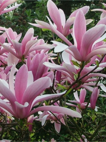 Magnolie George Henry Kern cu flori mari, parfumate, in nuante de roz