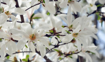 Magnolie Royal Star, arbust ornamental cu flori mari, stelate, albe, parfumate