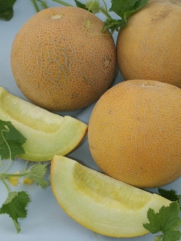 Magyar Kincs (2000 seminte) pepene galben, tip Turkestan, Agrosel