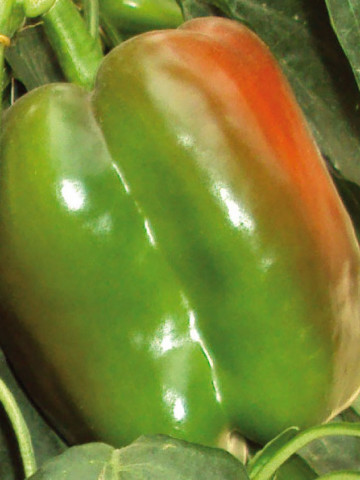 Mannal F1 (250 seminte) de ardei gras, fructe mari 350-400 gr, hibrid semitimpuriu de ardei tip Blocky, Profit Seeds