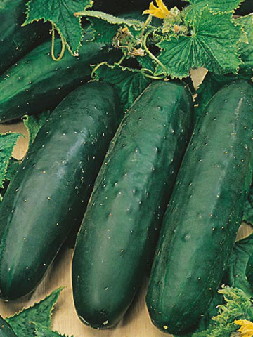 Marketmore BIO (20 seminte) calstraveti ECO certificat ecologic, fructe de culoare verde inchis, foarte gustoase, Agrosel