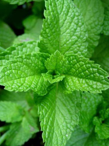 Menta dulce (800 seminte) de menta dulce cu aroma specifica indicatii terapeutice de ameliorare a durerilor de cap stres si are o actiune stimulanta si invioratoare, Florian
