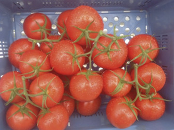 Merlice F1 (1000 seminte) rosii nedeterminate, Seminis