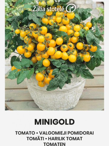 Minigold (50 seminte) de rosii cherry galbene cu fructe rotunde si delicioase, Seklos