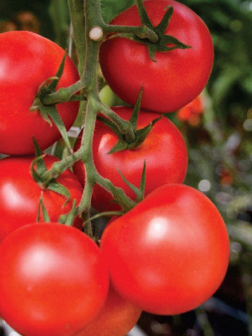 Moldoveanu F1 (100 seminte) de rosii cu ciclu prelungit, Agrosel