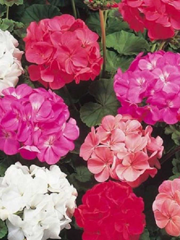 Muscate mix (3 seminte) flori simple, rosu, roz, violet, alb, Agrosem