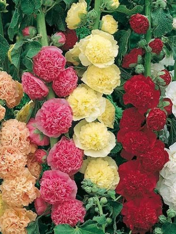 Nalba de gradina dubla mix (0.4 gr) seminte planta perena, flori duble, diferite culori, Horti Tops