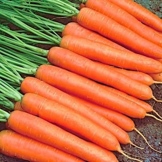 Nantes 2 (500 grame) morcov semitimpuriu, 4 Agro