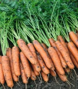 Narbonne F1 - 25.000 sem - Seminte de morcovi orange tip Nantes (calibru seminte > 2.0 mm) ideal pentru pastrarea indelungata cu radacina lunga si cilindrica si rezistenta buna la crapare de la Bejo