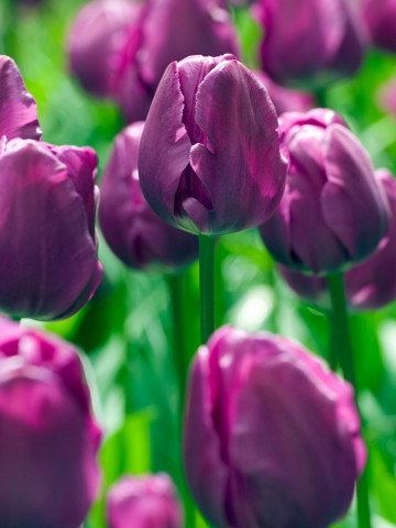 Negrita (8 bulbi), lalele violet cu dungi purpurii, bulbi de flori