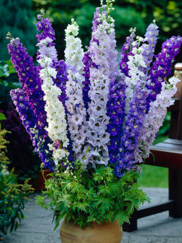 Nemtisor Mix (30 seminte) seminte de Delphinium de gradina cu flori elegante, in culori vii, Agrosem