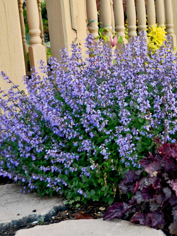 Nepeta (0.3 gr) planta aromatica, miros de lamaie si menta, Agrosem