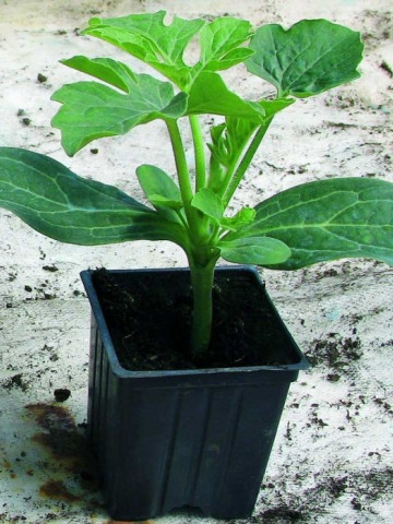 Nimbus F1 (2500 seminte) portaltoi de tip''Moschata''pt.pepeni verzi, pepeni galbeni si castraveti, Hazera