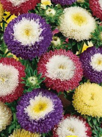 Ochiul Boului Bicolor Mix (200 seminte) flori anuale Ochiul Boului, combinatie de petale colorate si centrul alb, Agrosem