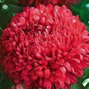 Ochiul boului Paeonia rosu (0.4 gr) seminte de ochiul boului cu flori rosii, mari si frumoase, Agrosem