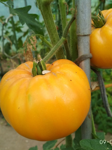 Old German (30 seminte) rosii gigant soi heirloom tip beefsteak, nedeterminate, SUA
