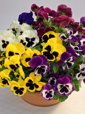 Pansele MIX - 160 sem - Seminte Flori Pensele Mixed Viola Wittrockiana de la Opal