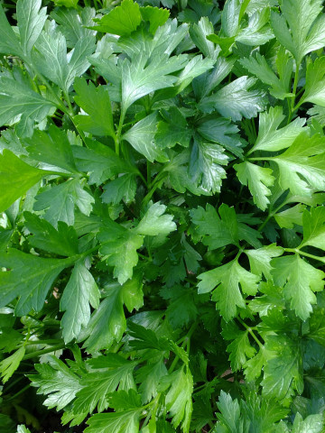 Patrunjel de frunza Plain Leaved (1 kg), seminte de patrunjel frunza soi semi-timpuriu, Agrosem