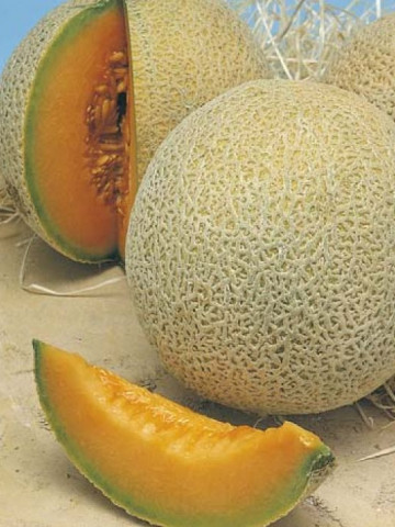 Pepene galben Hale's Best Jumbo (50 seminte) pepene galben soi timpuriu, miez zemos, aromat, Agrosem