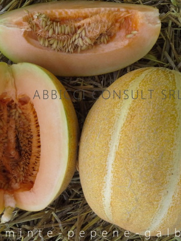Perla F1 - 100 gr - Seminte de Pepene Galben bulgaresti profesionale