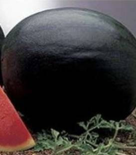 Perla Negra F1 - 1000 sem - Seminte de pepene verde cu vigoare medie si excelenta productie de fructe bine grupate ce se adapteaza la diferite conditii de mediu si la recoltarea tarzie in tunele de la Fito Semillas