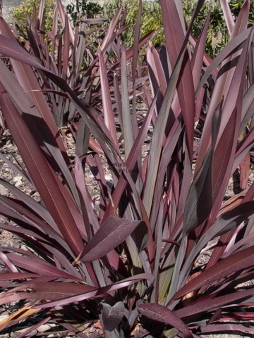 Phormium tenax Purpureum (ghiveci 3 l), planta decorativa frunze ascutite, culoare rosu inchis