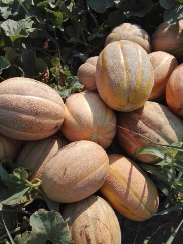 Pobeditel F1 - 50 gr - Seminte Pepeni Galbeni Profesionale Bulgaresti de la Opal Bulgaria