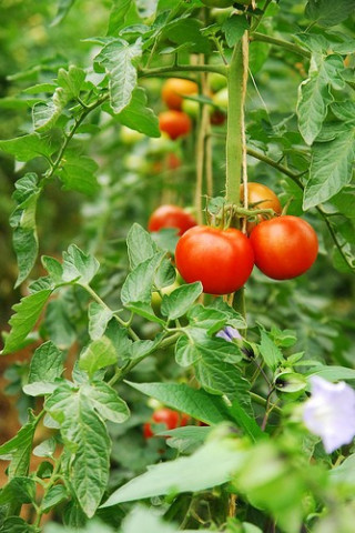PONTICA - 0.5 gr - Seminte Tomate PONTICA (fost Dacia) de Vara-Toamna de la Mefim Agro