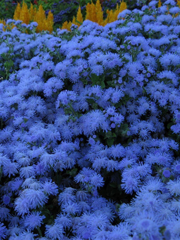 Pufuleti albastri (0.2 gr) seminte de planta anuala cu flori albastre, foarte decorative, Agrosem