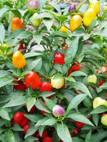 Pyramid (250 seminte) ardei chili iute, Profit Seeds