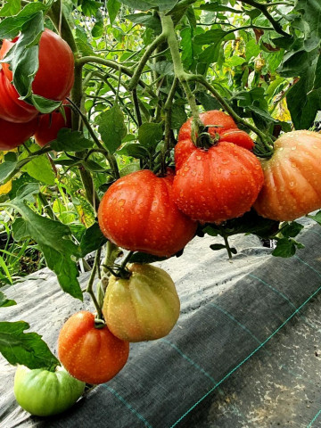 Red Pear (60 seminte) rosii in forma de para soi italian clasic tip Beef, ChemyFarm