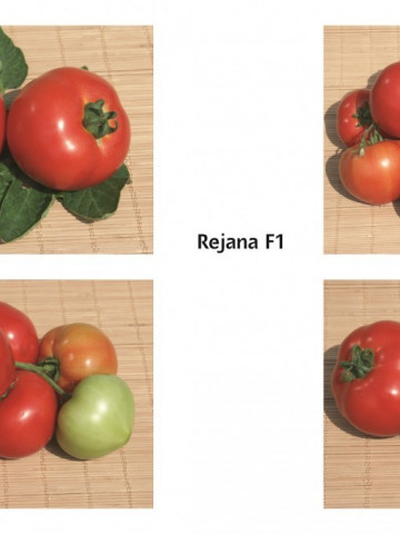 Reyana F1 (50 seminte) tomate cu crestere nedeterminata semitimpurii, Geosem Bulgaria