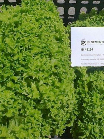 Rhianna ISI 45194 - 5 grame - Seminte de slata creata ce poate fi cultivata pe tot timpul anului atat in spatii protejate cat si in camp deschis producand capatani dense cu frunze crete de culoare verde crud de la Isi Sementi