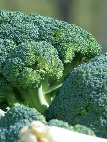 Ronny F1 - 1000 sem - Seminte de broccoli cu capatana densa grea si de culoare verde inchis care ajunge la maturitate in 80 de zile de la plantare ce poate fi usor de cultivat si de calitate de la Cora Seeds