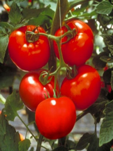 Rosii Bacuni (1 kg), seminte de tomate romanesti, foarte gustoase, soi semitimpuriu, Agrosem