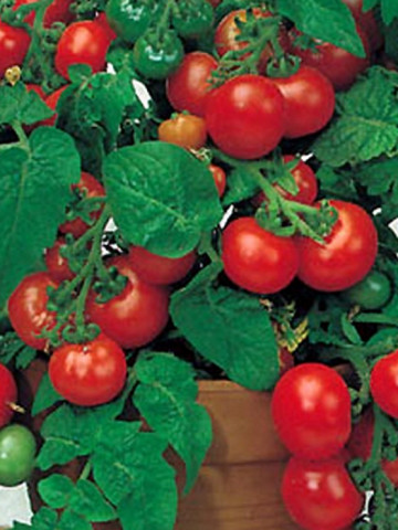 Rosii Balkonzauber (150 seminte) tomate curgatoare pentru balcon, Agrosem