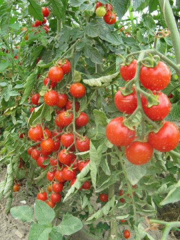 Rosii Buzau 22 (80 seminte) tomate romanesti soi viguros crestere determinata, Agrosem