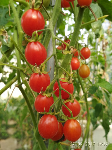 Rosii Cherry Cherry Swettie (soi mama a tomatelor Sweet Million F1) seminte de rosii nedeterminate Cherry timpuriu