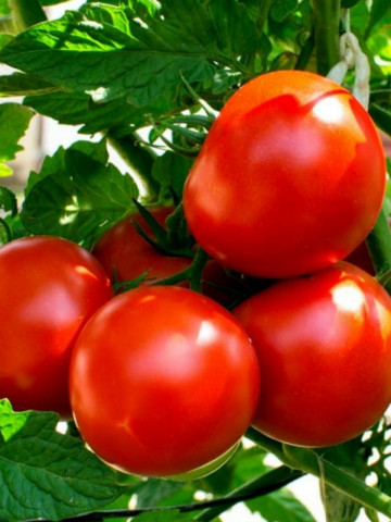 Rosii Kecskemeti Jubileum (0.5 gr), seminte de rosii soi semitimpuriu cu crestere semideterminata, Kertimag