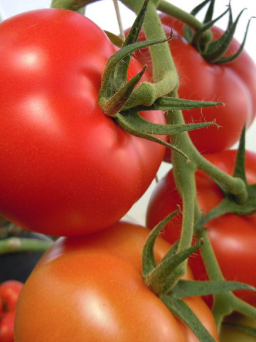 Rosii La Moneda F1 (300 seminte) tomate nedeterminate, hibrid si productie excelente, Superior Seeds