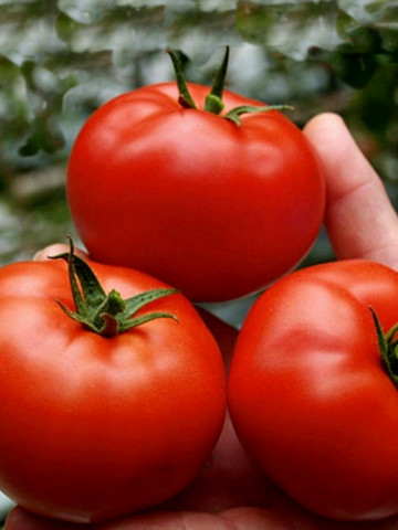 Rosii Saint Pierre (1 kg), seminte de tomate soi traditional francez, Agrosem