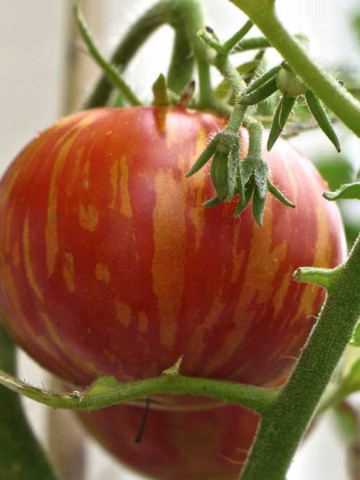 Rosii TIGERELLA (0.5 gr) Soi timpuriu rotund gustos de culoare rosu intens cu dungi portocalii, Florian