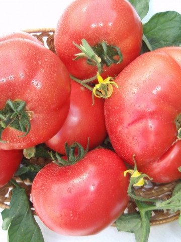 Rozalina Rossa F1 - 50 sem - Seminte de Tomate Semitimpurii bulgaresti de la GeosemSelect Bulgaria